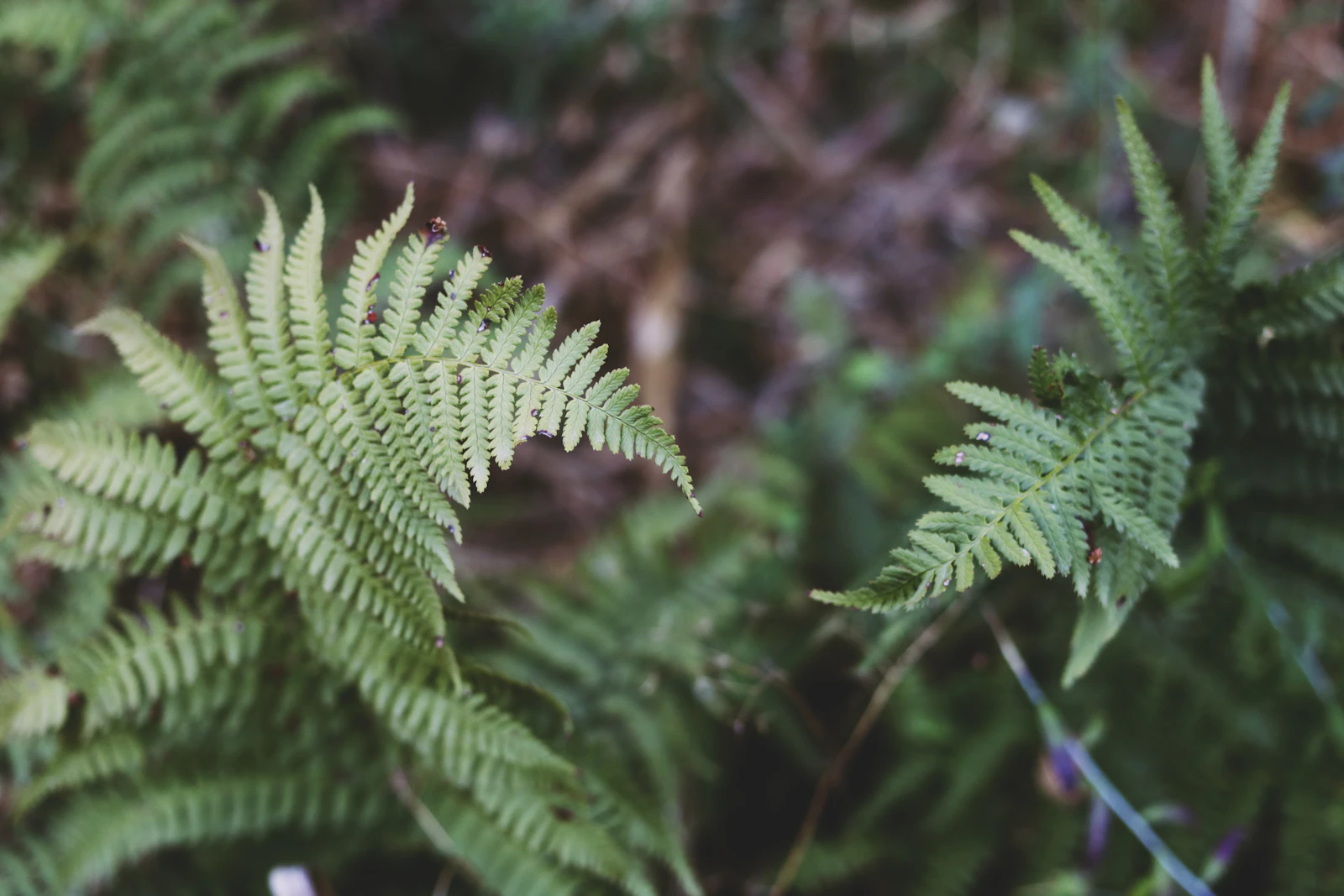 Ojai, California photo 14 by Chelsea shapouri
