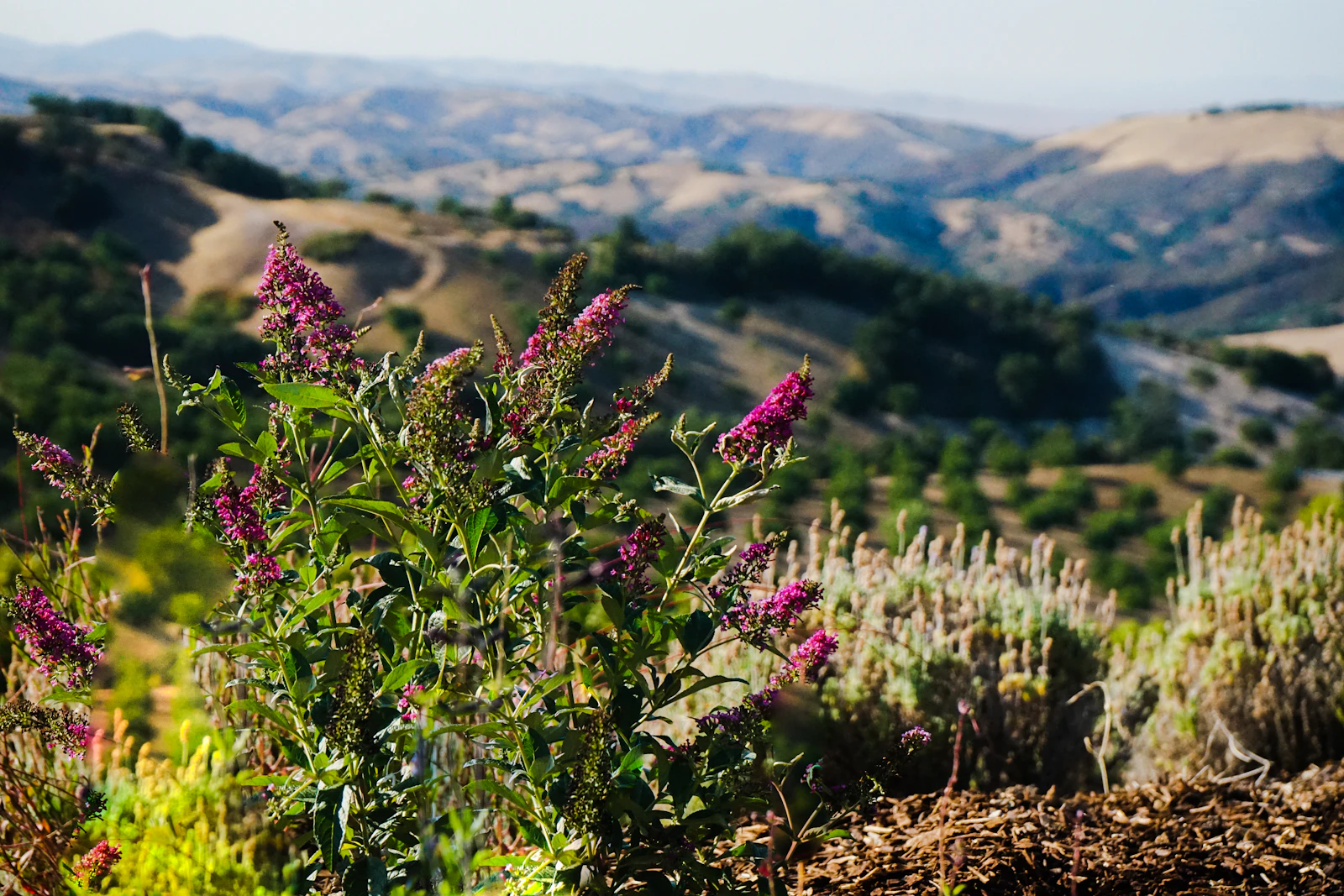 Paso Robles, California photo 11 by Scott Kessler