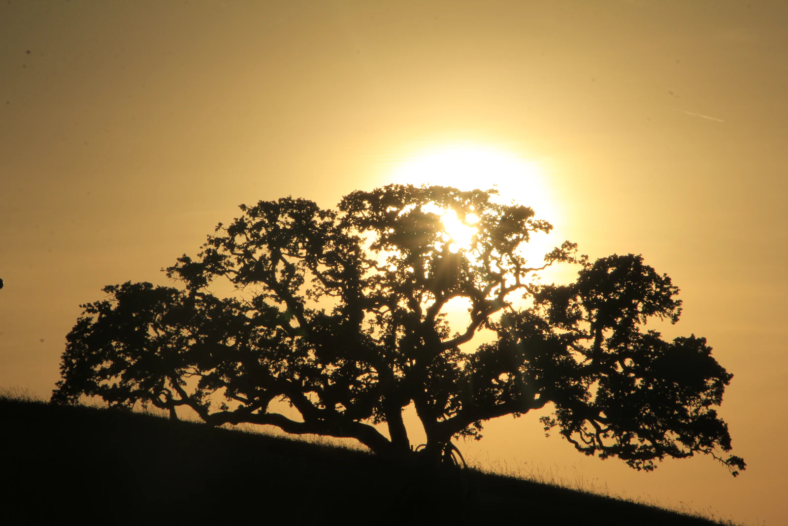 Paso Robles, California photo 23 by Tim G