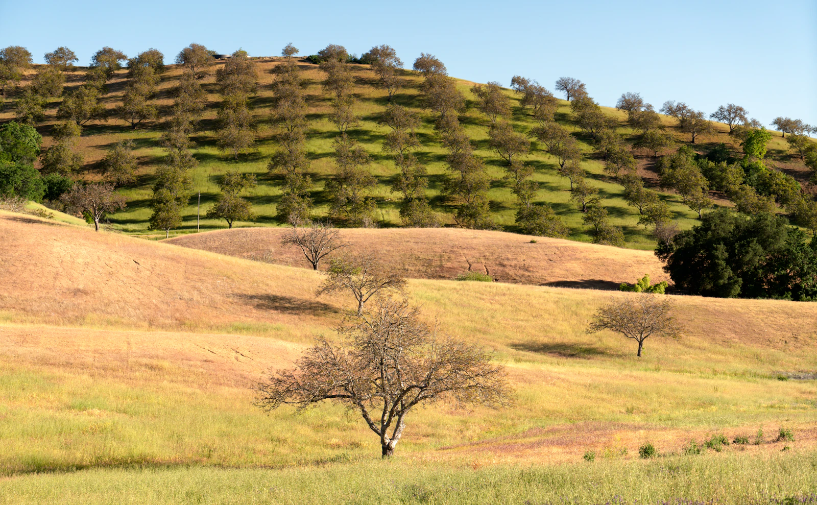 Paso Robles, California photo 7 by Jim Witkowski