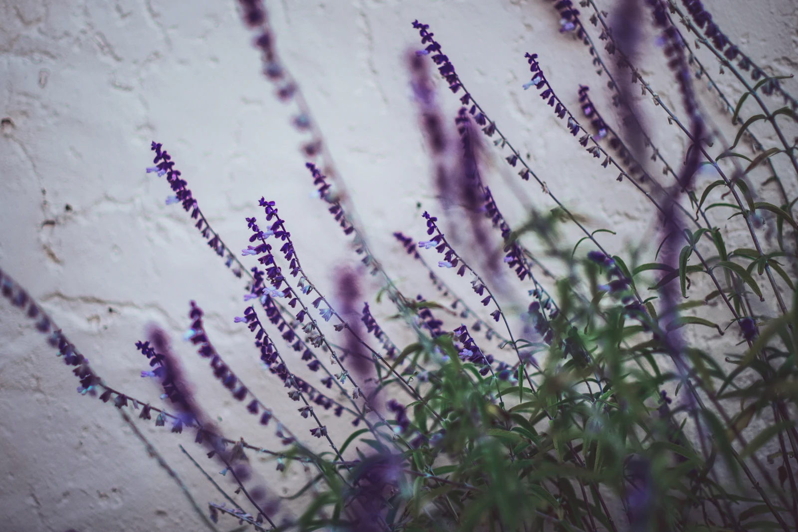 Solvang, California photo 28 by Tim Mossholder
