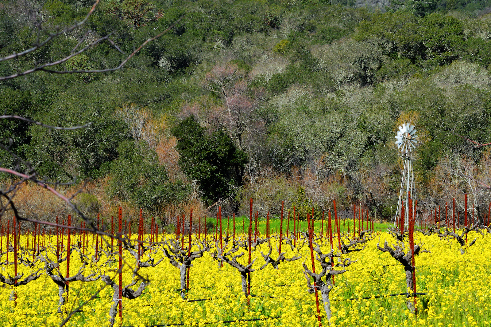 Sonoma, California photo 3 by Tyke Jones