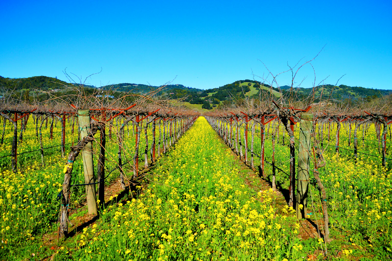 Sonoma, California photo 5 by Tyke Jones