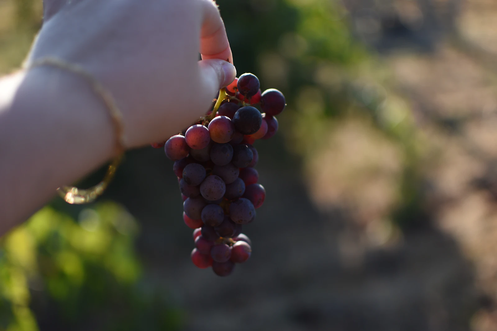 Sonoma, California photo 24 by Rebecca Burton