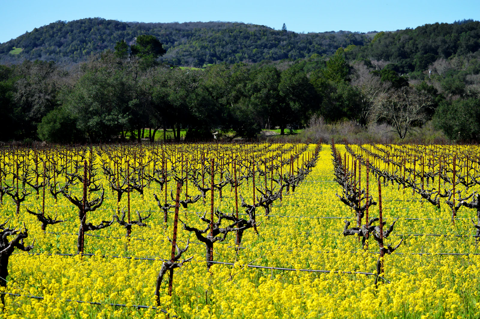 Sonoma, California photo 7 by Tyke Jones