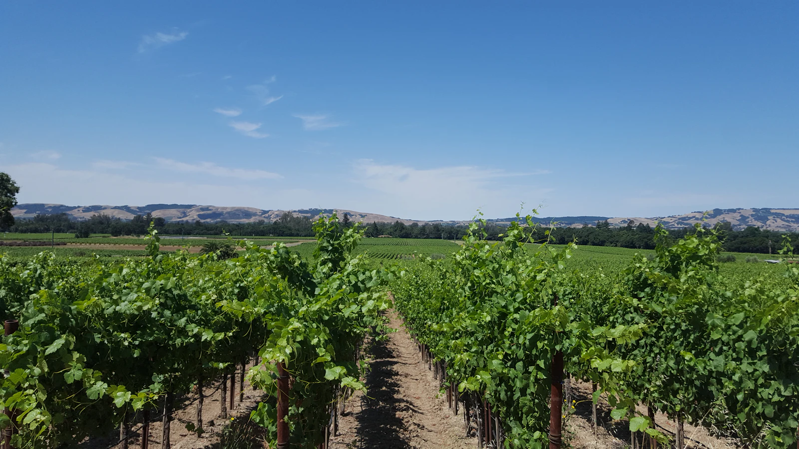 Sonoma, California photo 2 by Frank Thiemonge