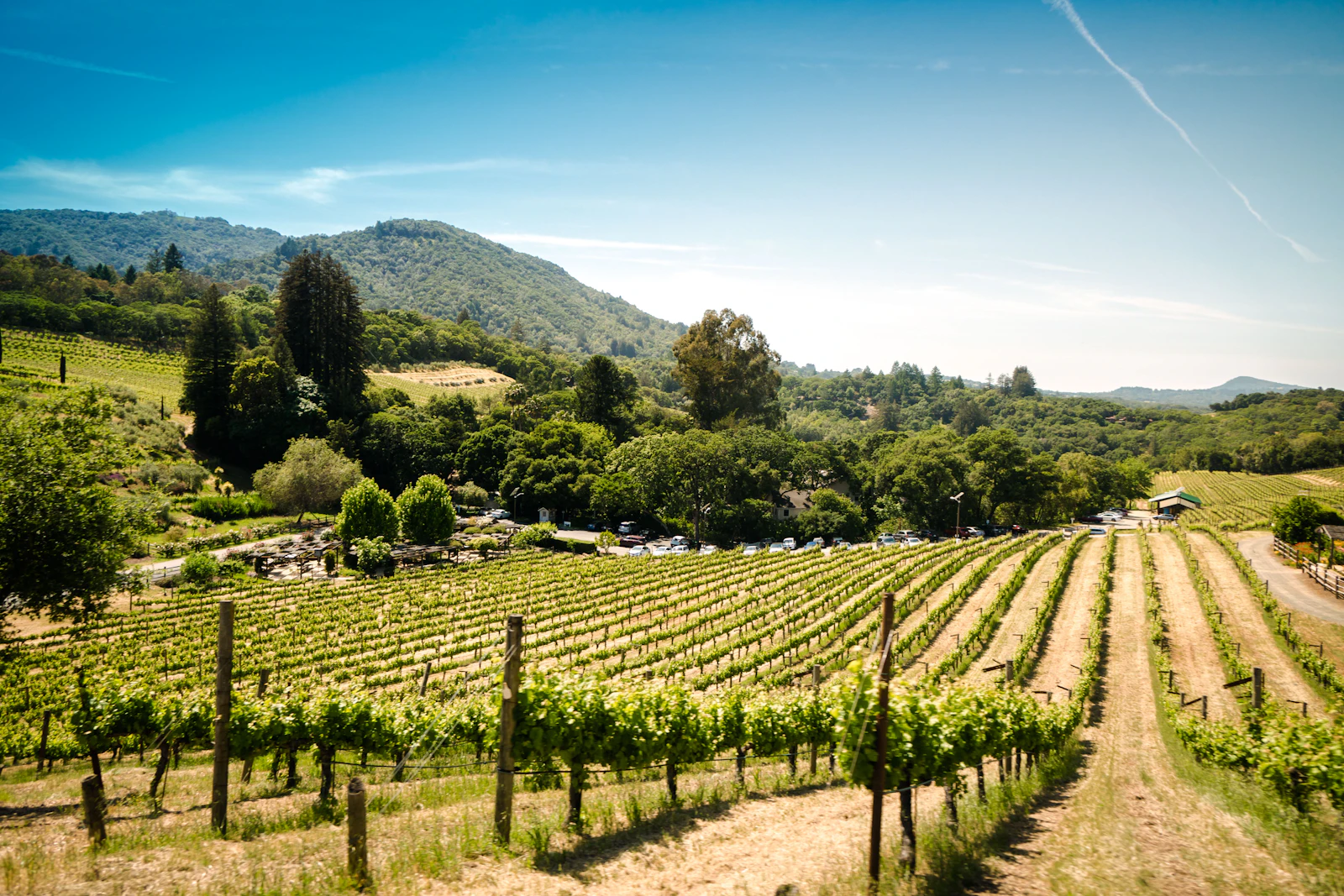 Sonoma, California photo 4 by Trent Erwin