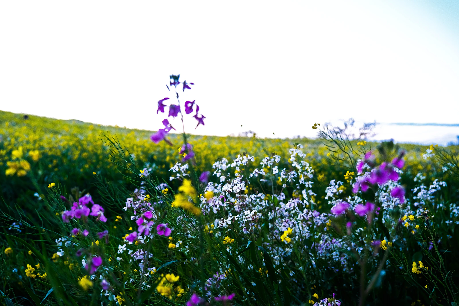 Sonoma, California photo 29 by Karam Alani