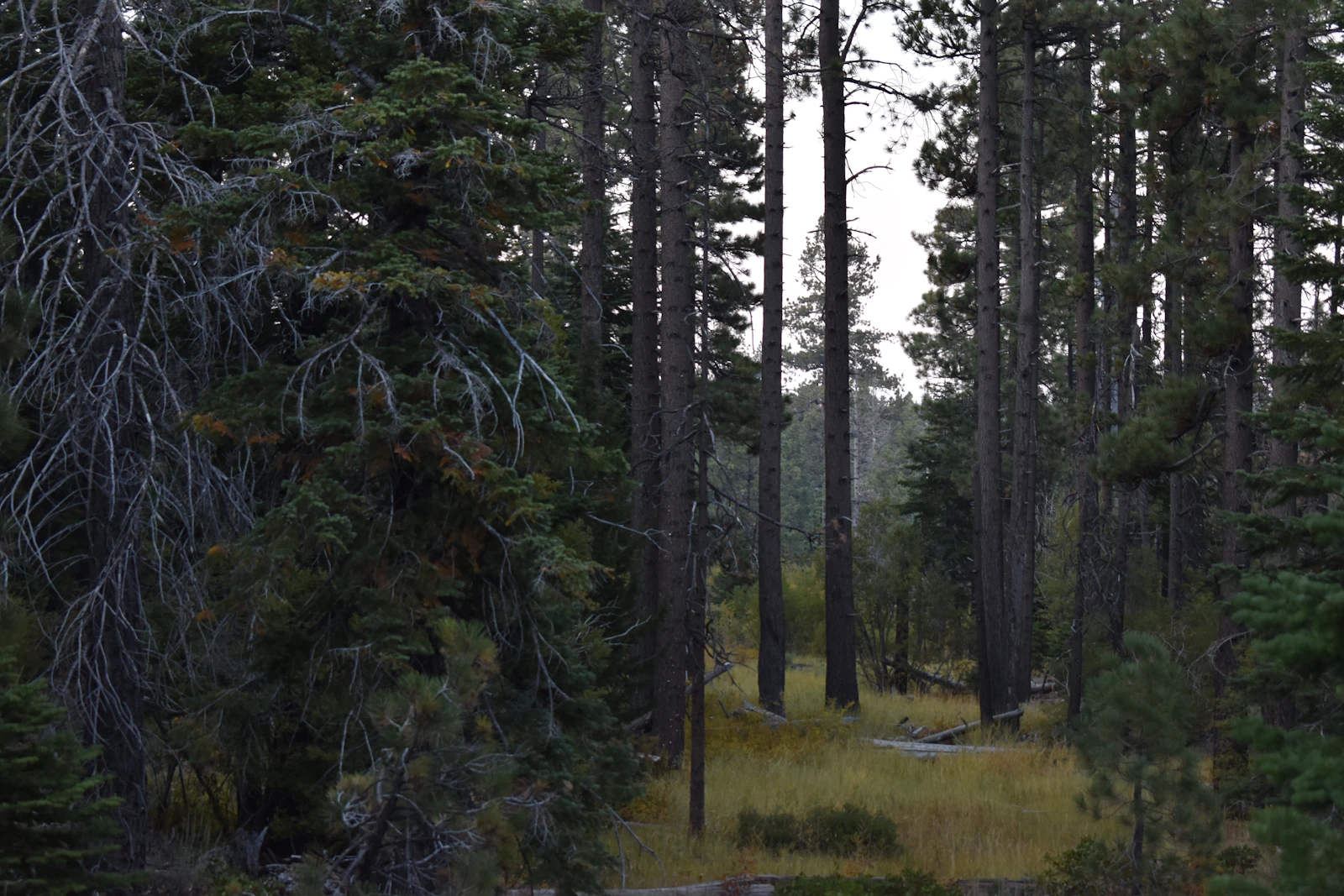 South Lake Tahoe, California photo 29 by Constantin