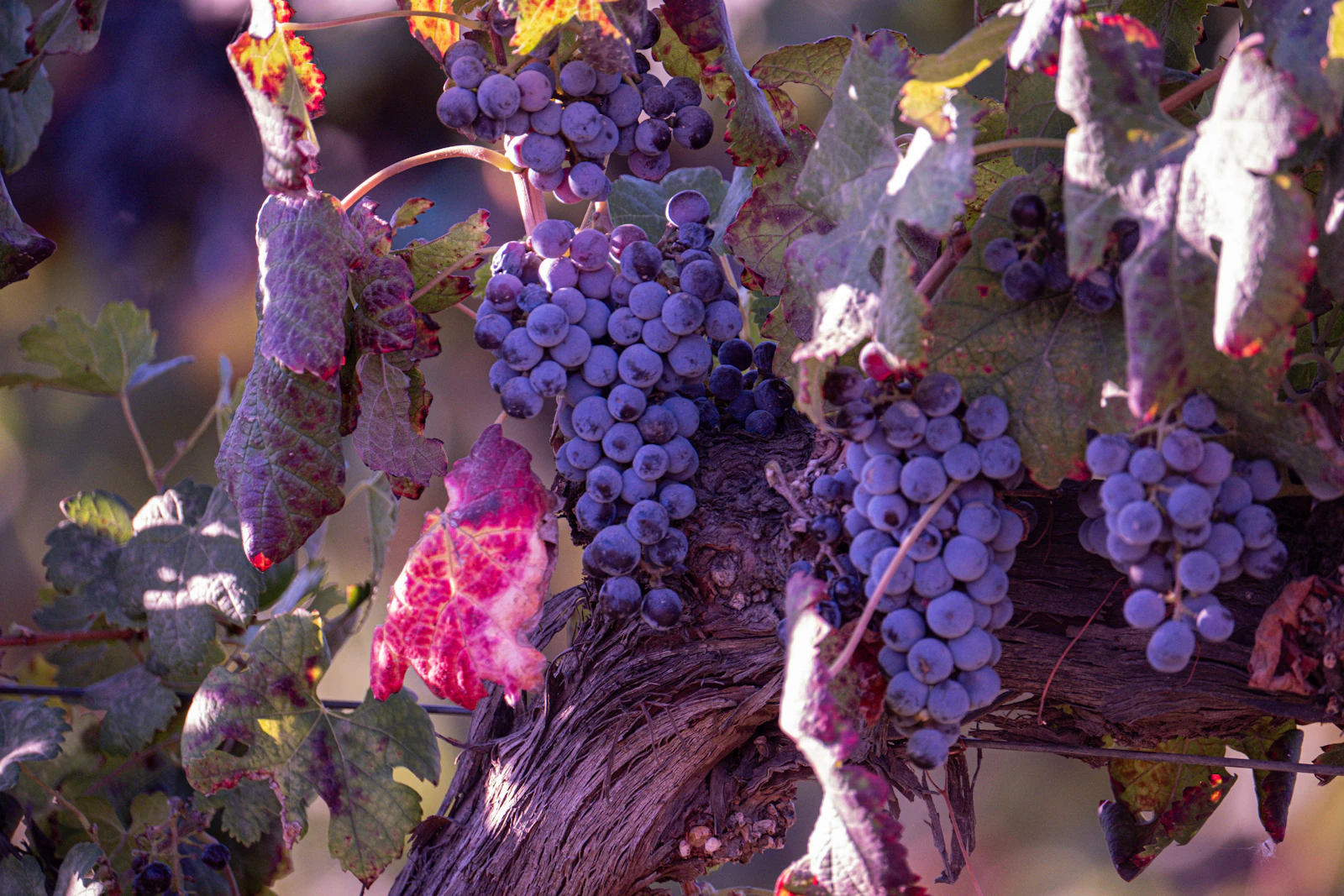 Temecula, California photo 9 by Sarah Sheedy