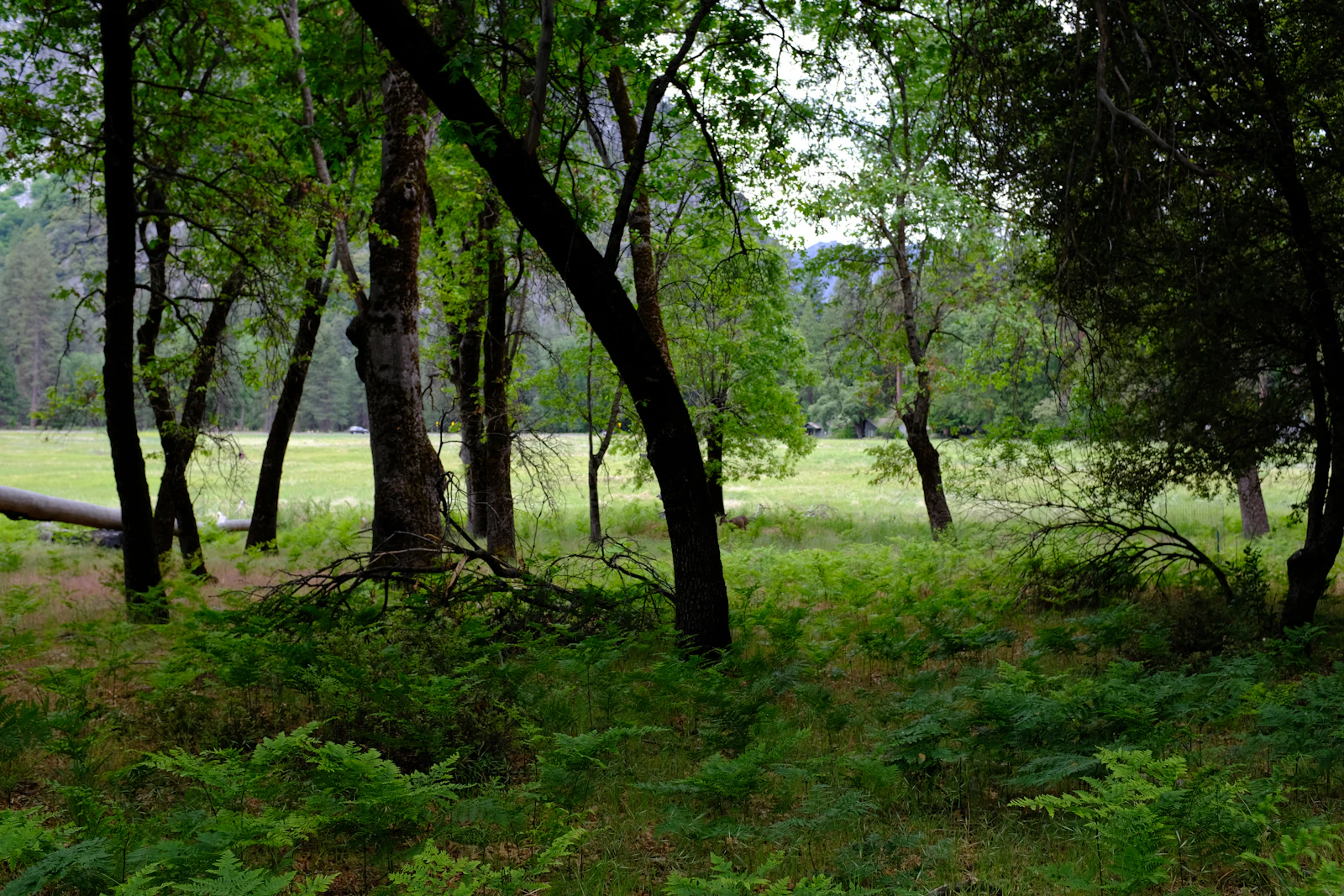 Yosemite Valley, California photo 25 by Divya Shankar