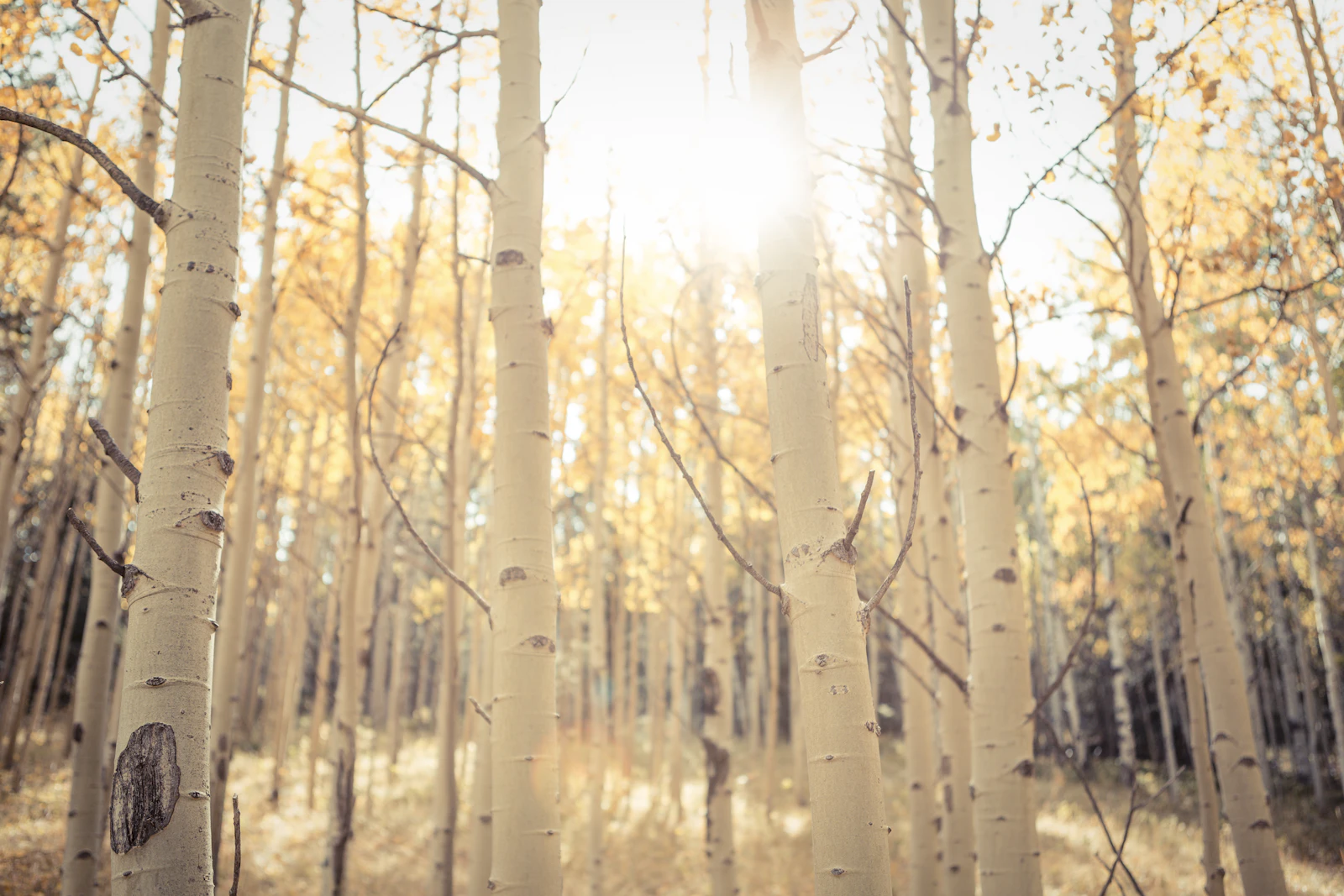 Aspen, Colorado photo 20 by Joe Dudeck