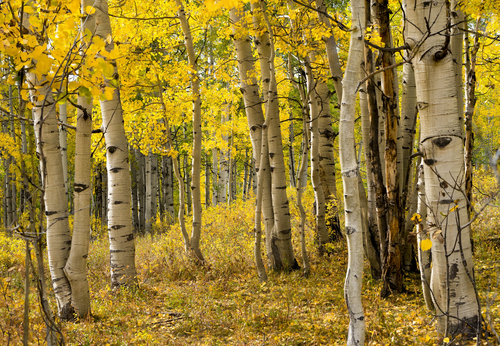 Aspen, Colorado photo 10 by Intricate Explorer