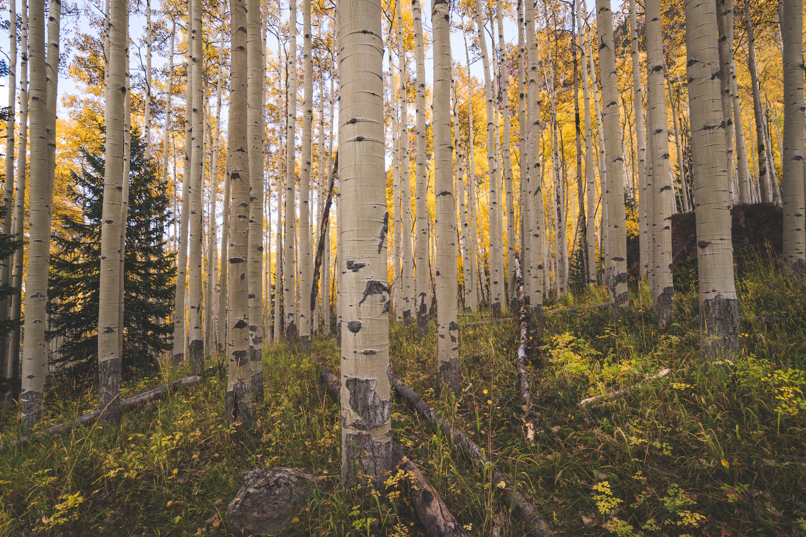 Aspen, Colorado photo 26 by Sheelah Brennan