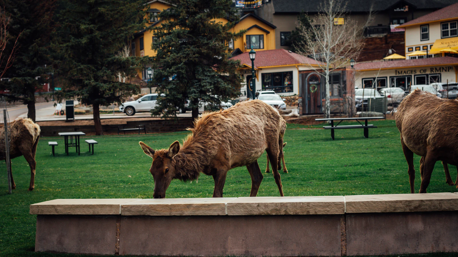 Estes Park, Colorado photo 15 by Logan Gutierrez