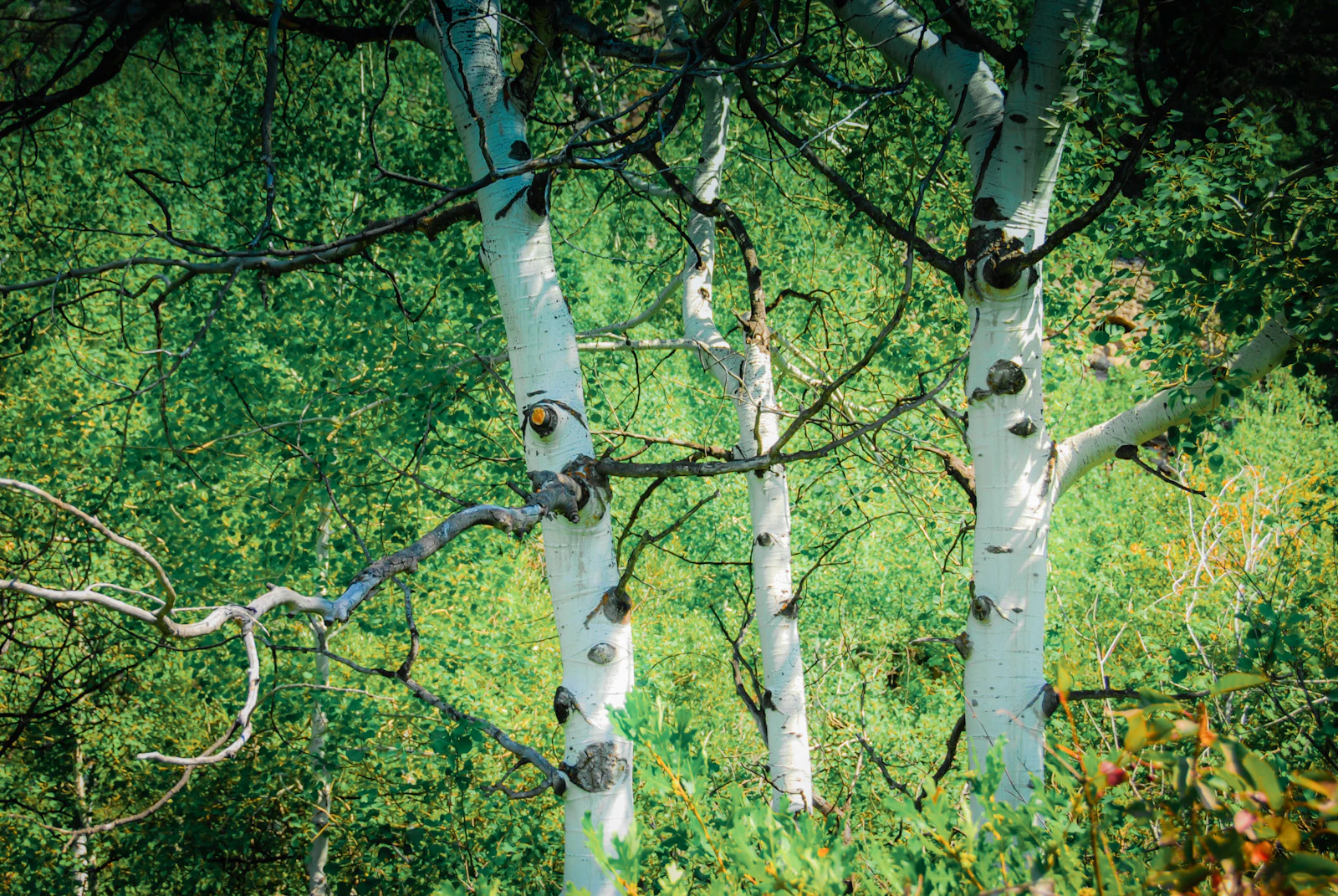 Steamboat Springs, Colorado photo 15 by Nathan Anderson