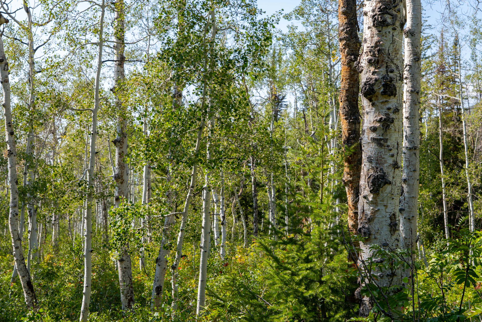Steamboat Springs, Colorado photo 23 by Juliann Hervio