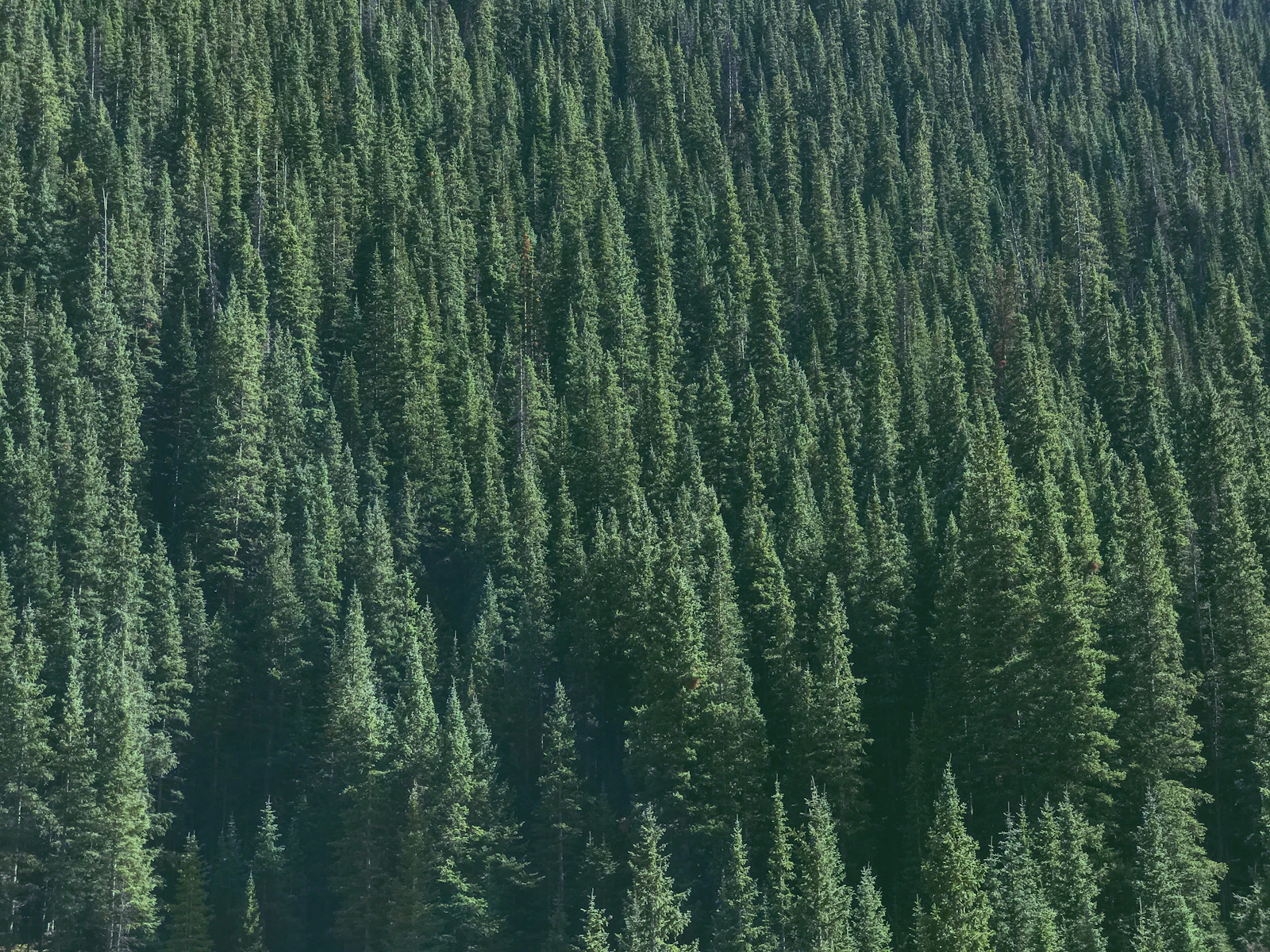 Telluride, Colorado photo 20 by Kyle Brumm
