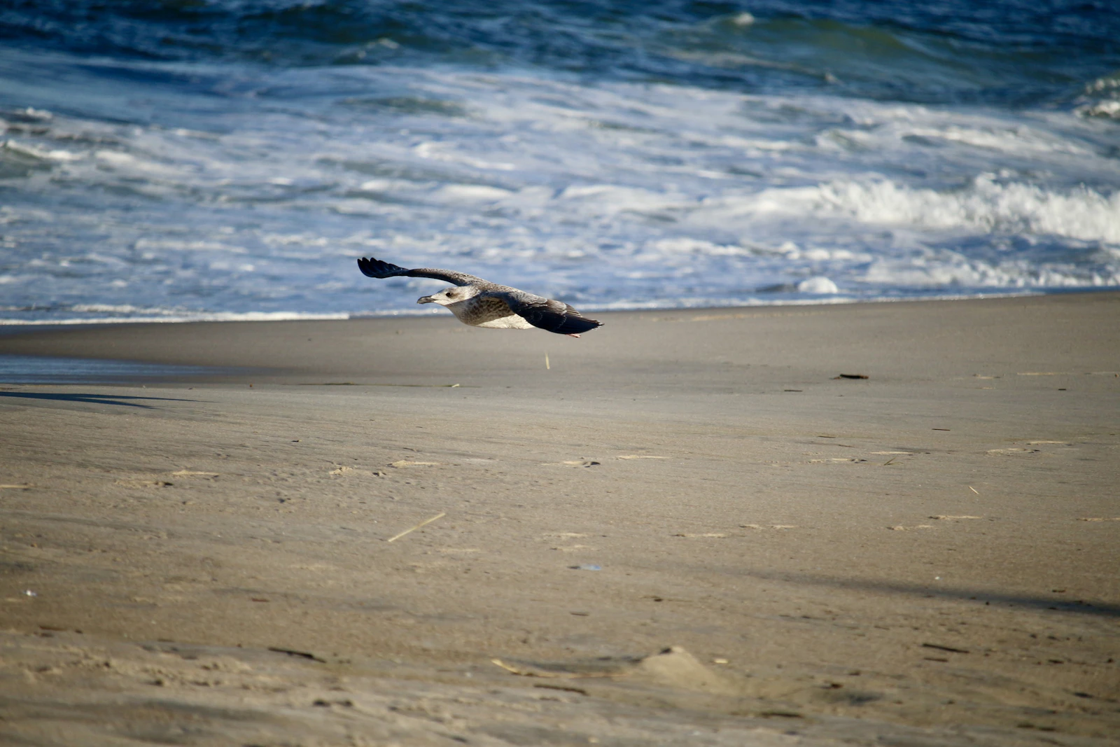 Rehoboth Beach, Delaware photo 27 by Michael Geyer