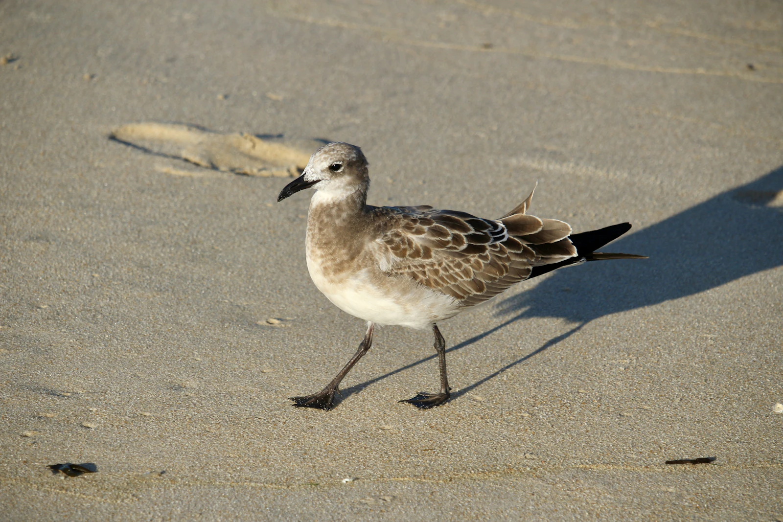 Rehoboth Beach, Delaware photo 30 by Michael Geyer