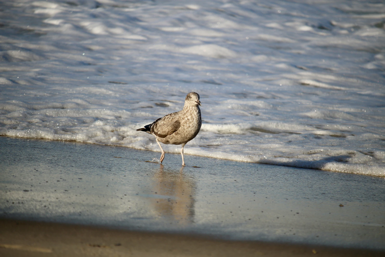 Rehoboth Beach, Delaware photo 8 by Michael Geyer