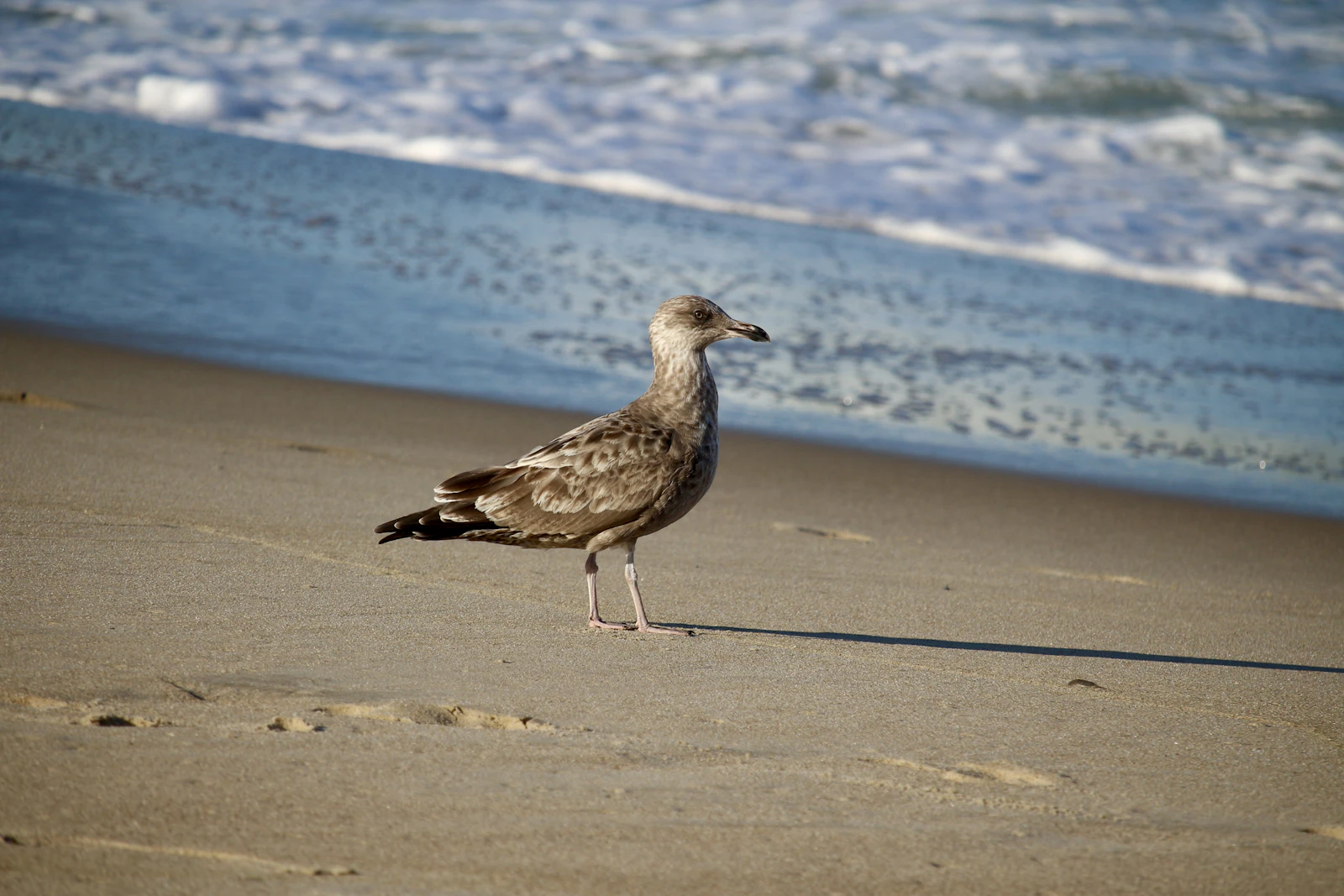 Rehoboth Beach, Delaware photo 14 by Michael Geyer