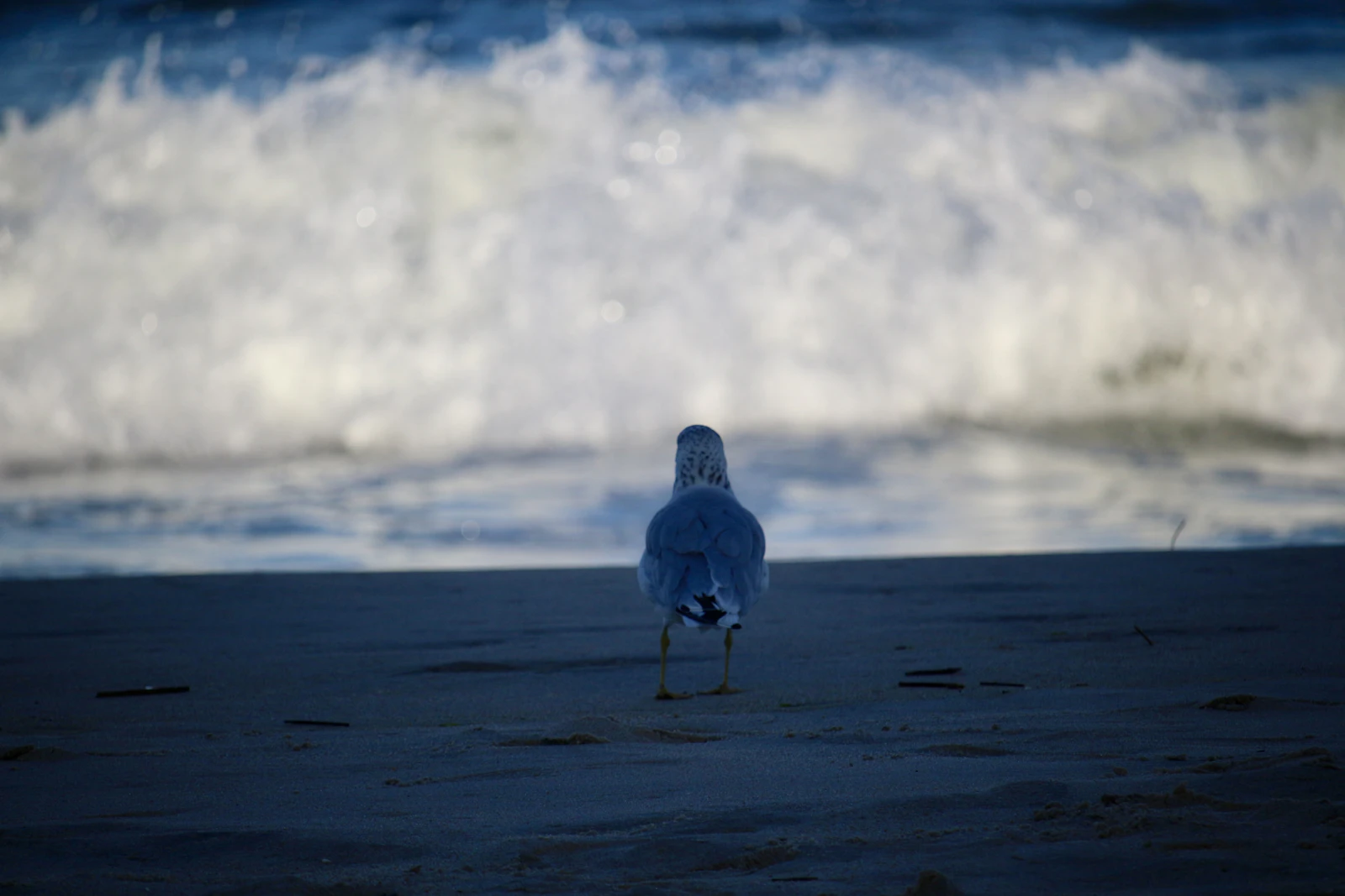 Rehoboth Beach, Delaware photo 18 by Michael Geyer