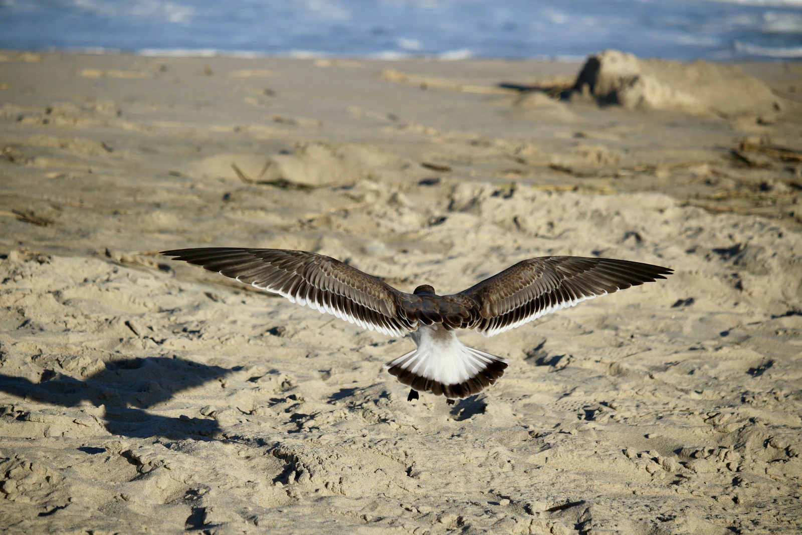 Rehoboth Beach, Delaware photo 17 by Michael Geyer