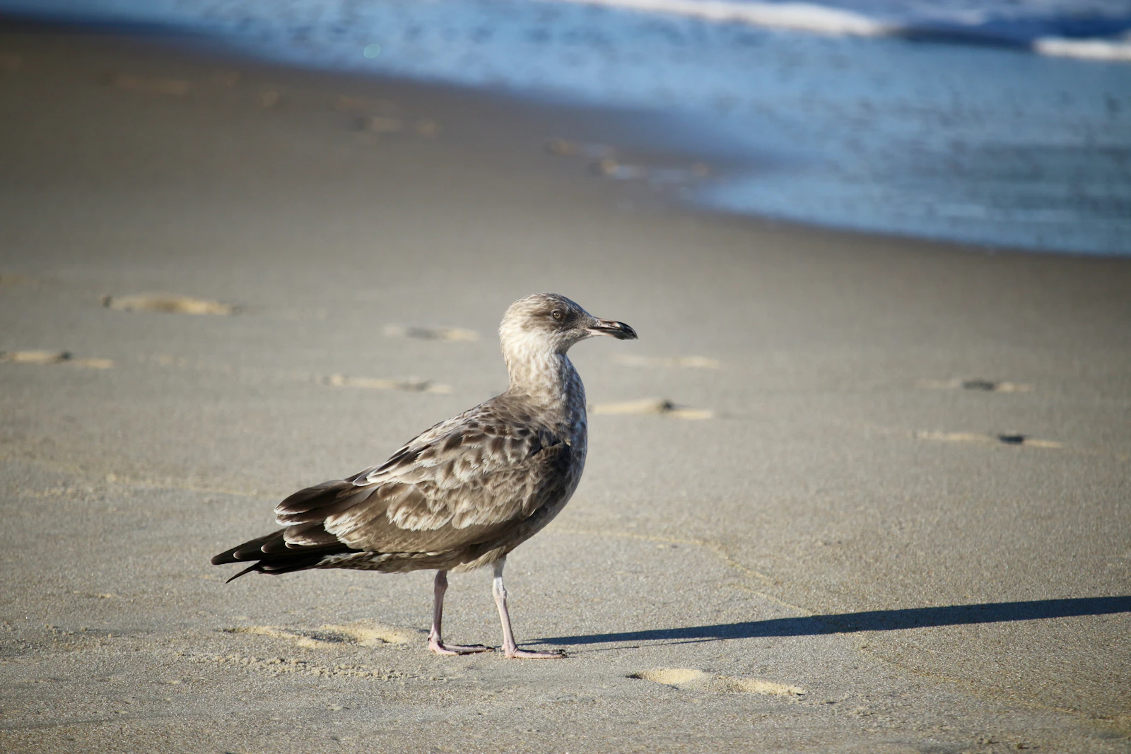 Rehoboth Beach, Delaware photo 13 by Michael Geyer