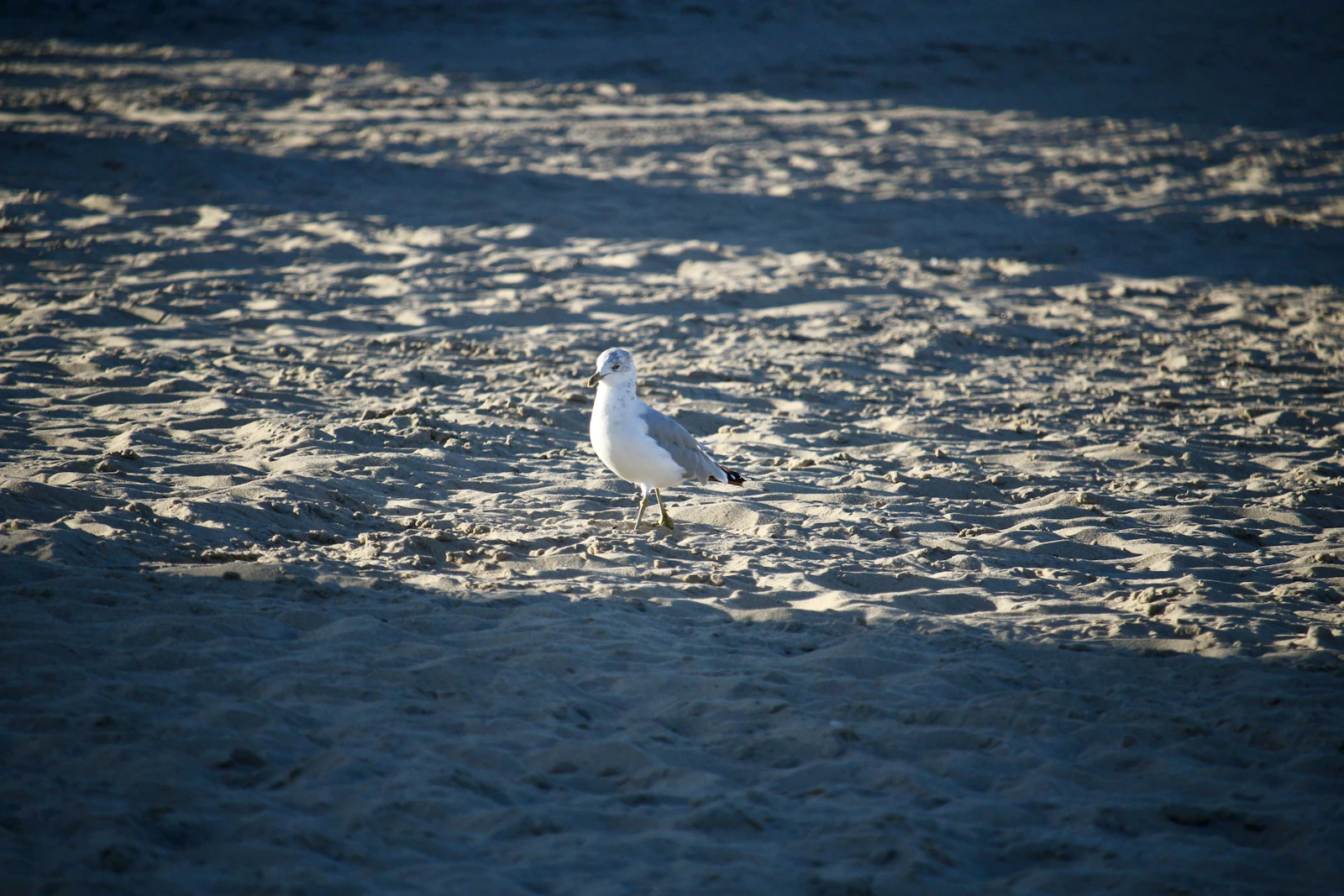 Rehoboth Beach, Delaware photo 11 by Michael Geyer