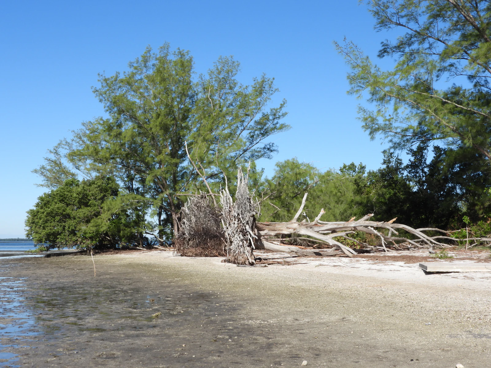 Anna Maria Island, Florida photo 12 by Anita Denunzio