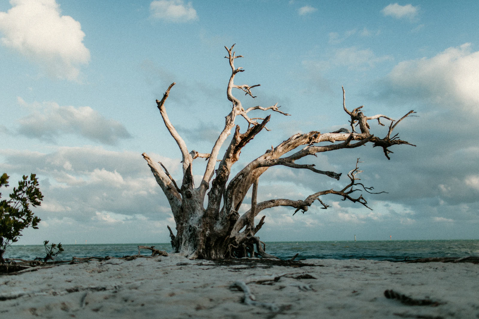 Anna Maria Island, Florida photo 16 by Nani Williams