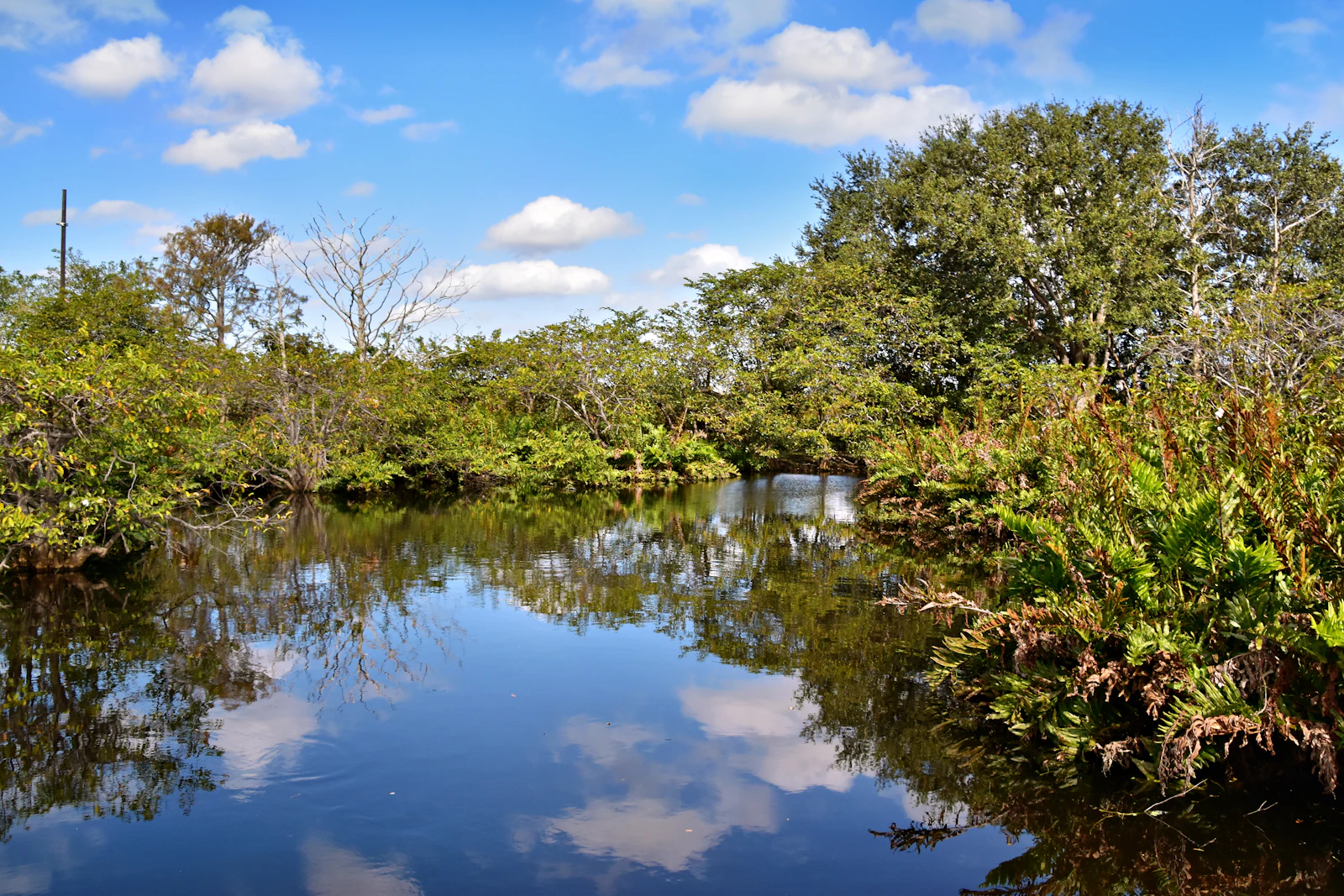 Crystal River, Florida photo 16 by Jeffrey Eisen