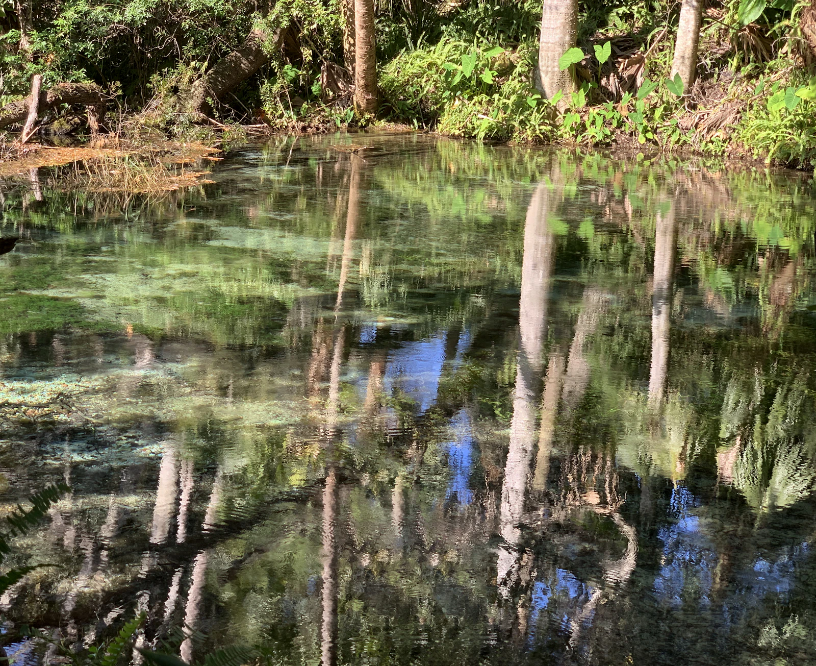 Crystal River, Florida photo 13 by Michael Hamments
