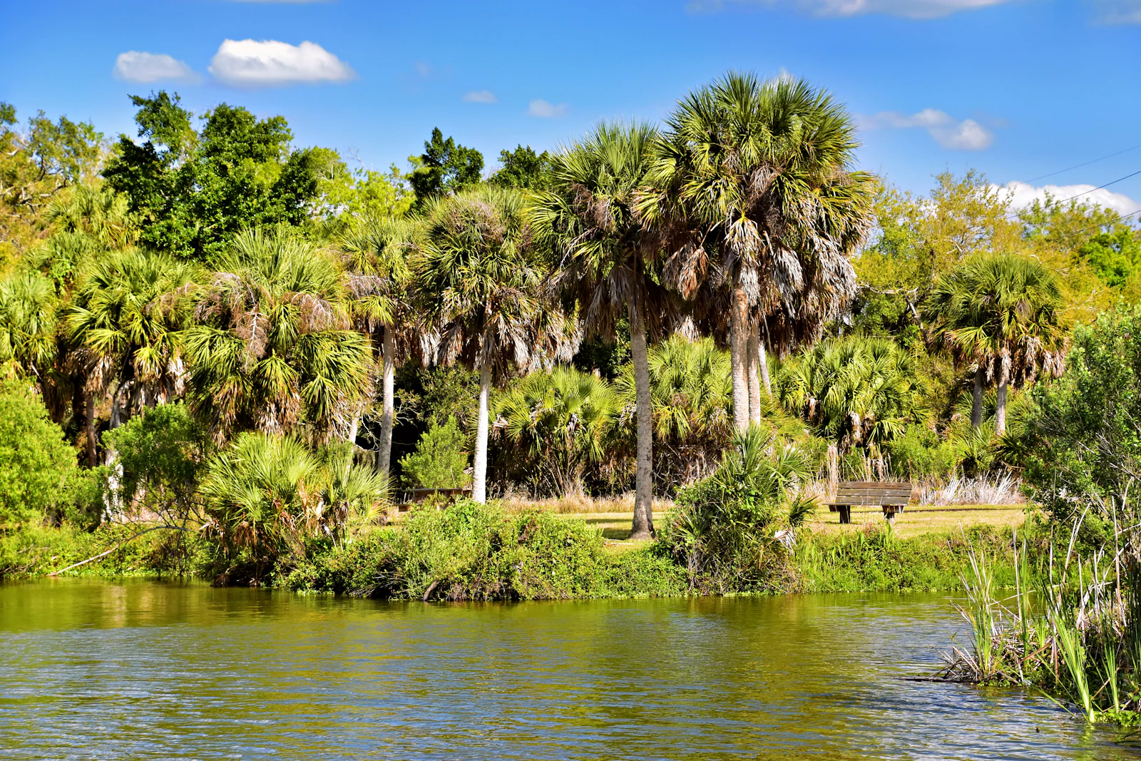 Crystal River, Florida photo 17 by Jeffrey Eisen