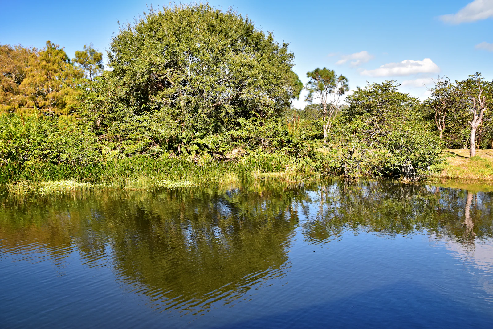Crystal River, Florida photo 23 by Jeffrey Eisen