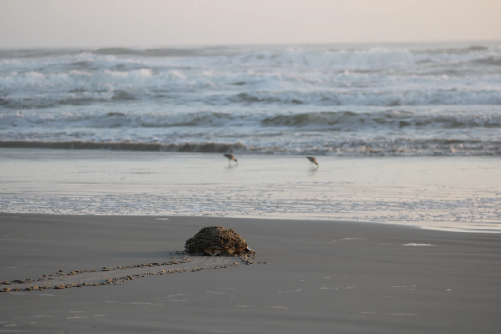 Daytona Beach, Florida photo 21 by Taylor Henley