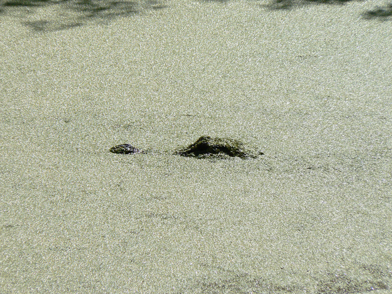 Fort Myers, Florida photo 22 by Linda Gillotti