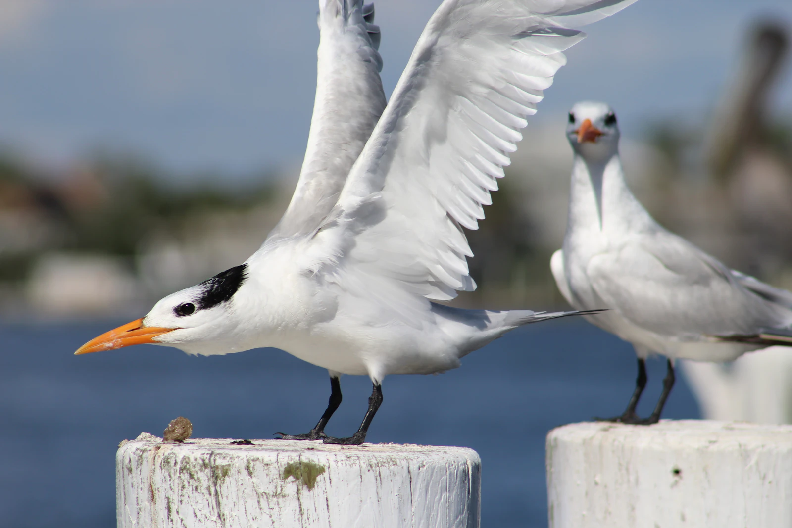Fort Myers, Florida photo 16 by Brandon Messner