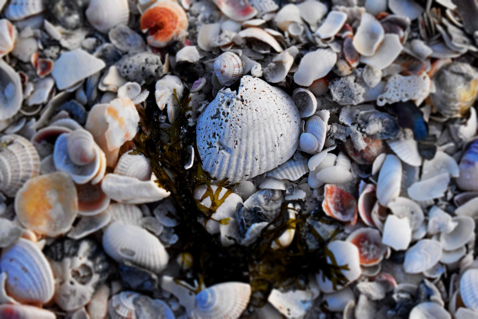 Fort Myers, Florida photo 23 by Emilio Geremia