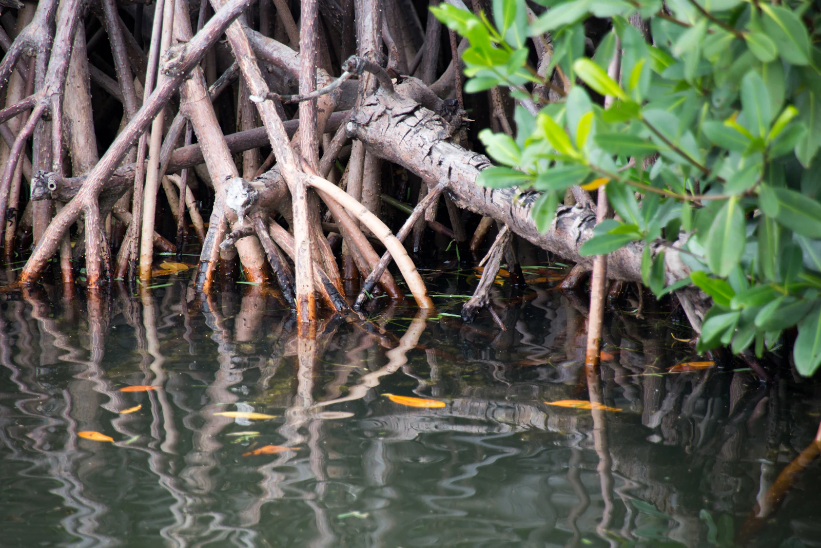 Islamorada, Florida photo 16 by Florida-Guidebook.com