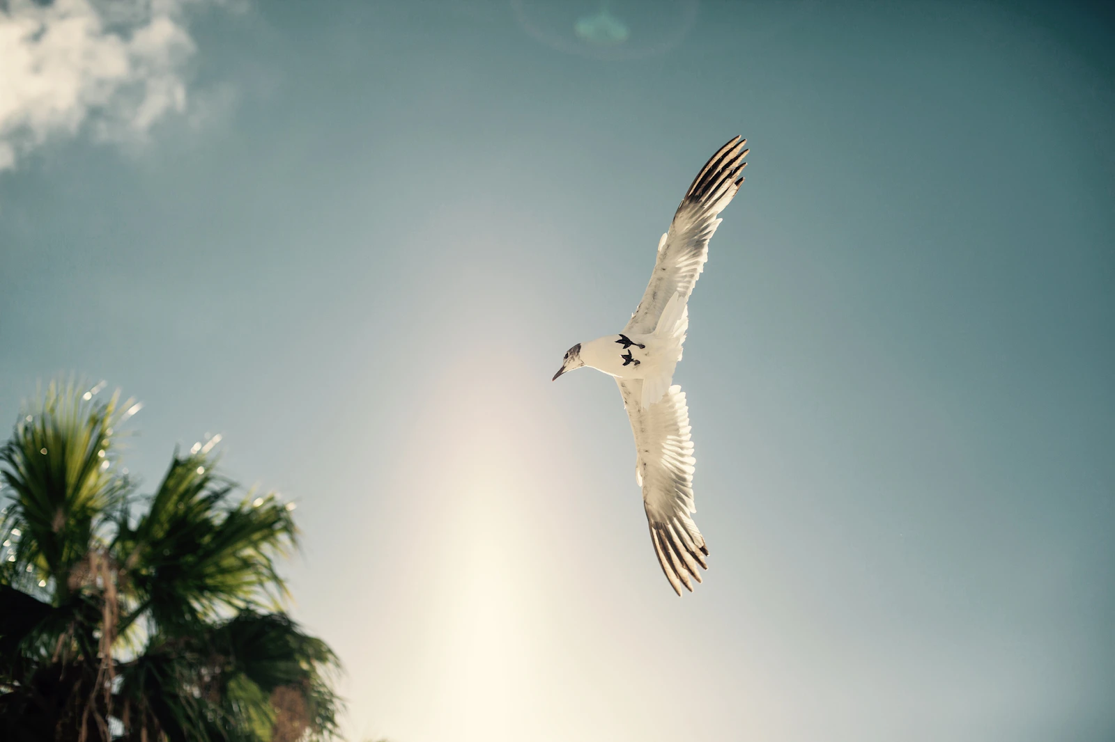 Islamorada, Florida photo 15 by Nicolas Jossi