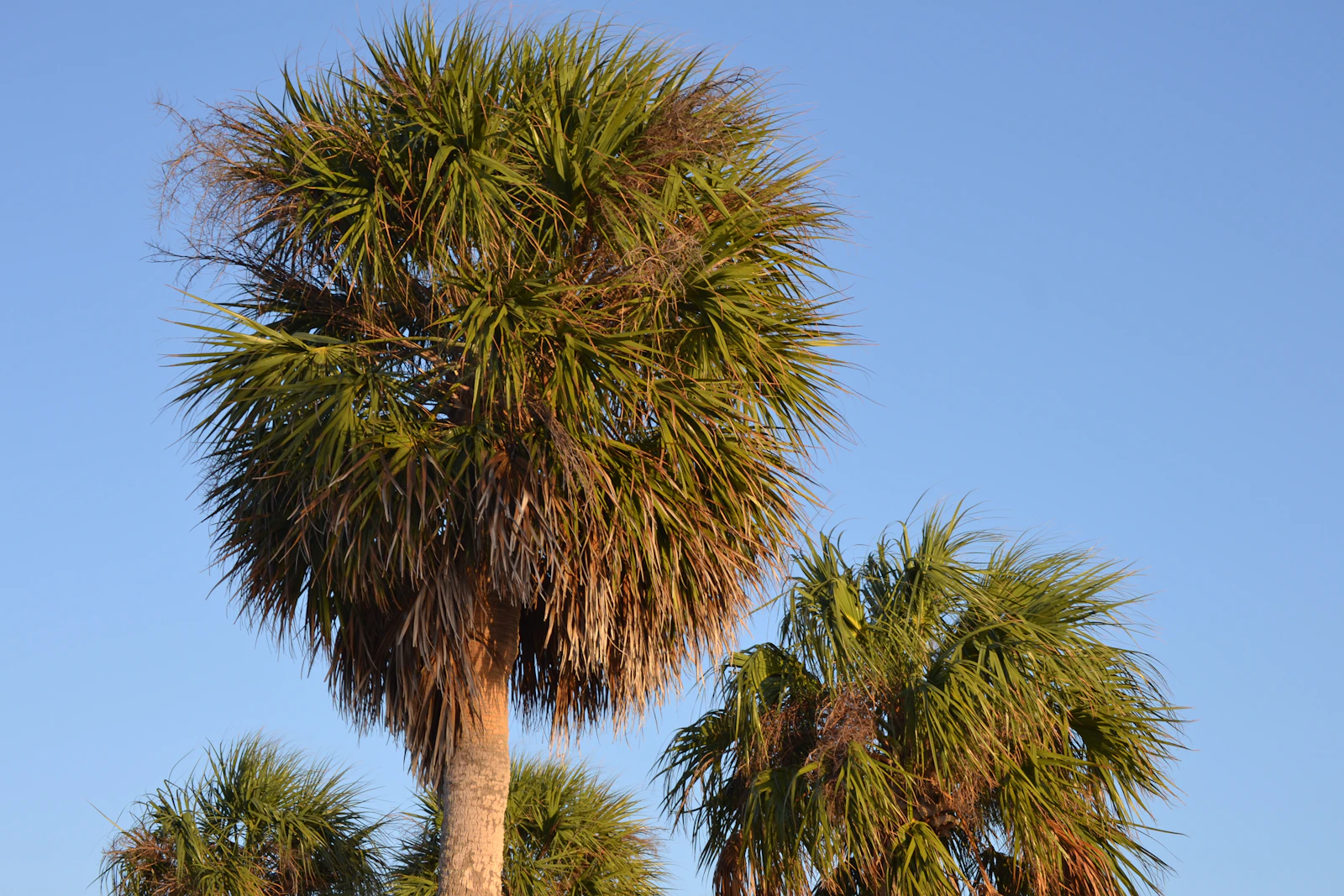 Jacksonville, Florida photo 27 by Meadow Marie