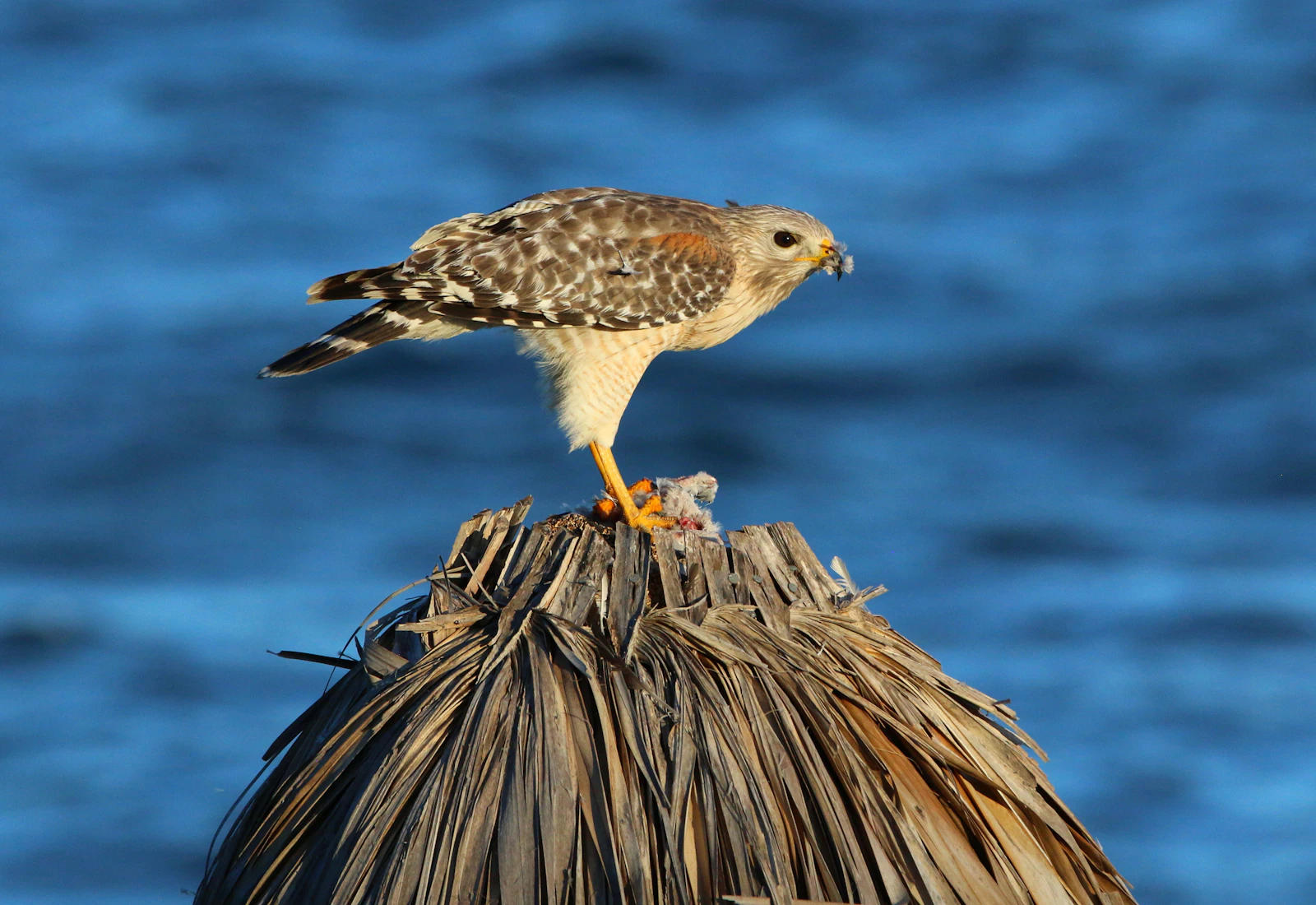 Key Largo, Florida photo 19 by Paul Crook