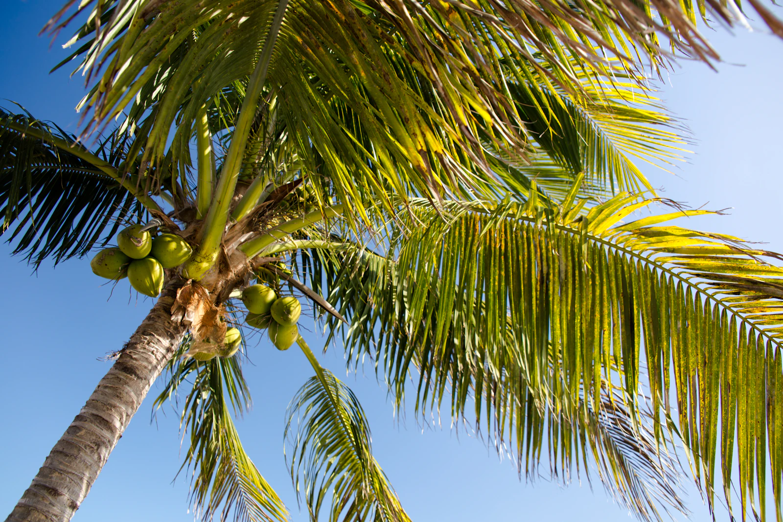 Key West, Florida photo 27 by Florida-Guidebook.com