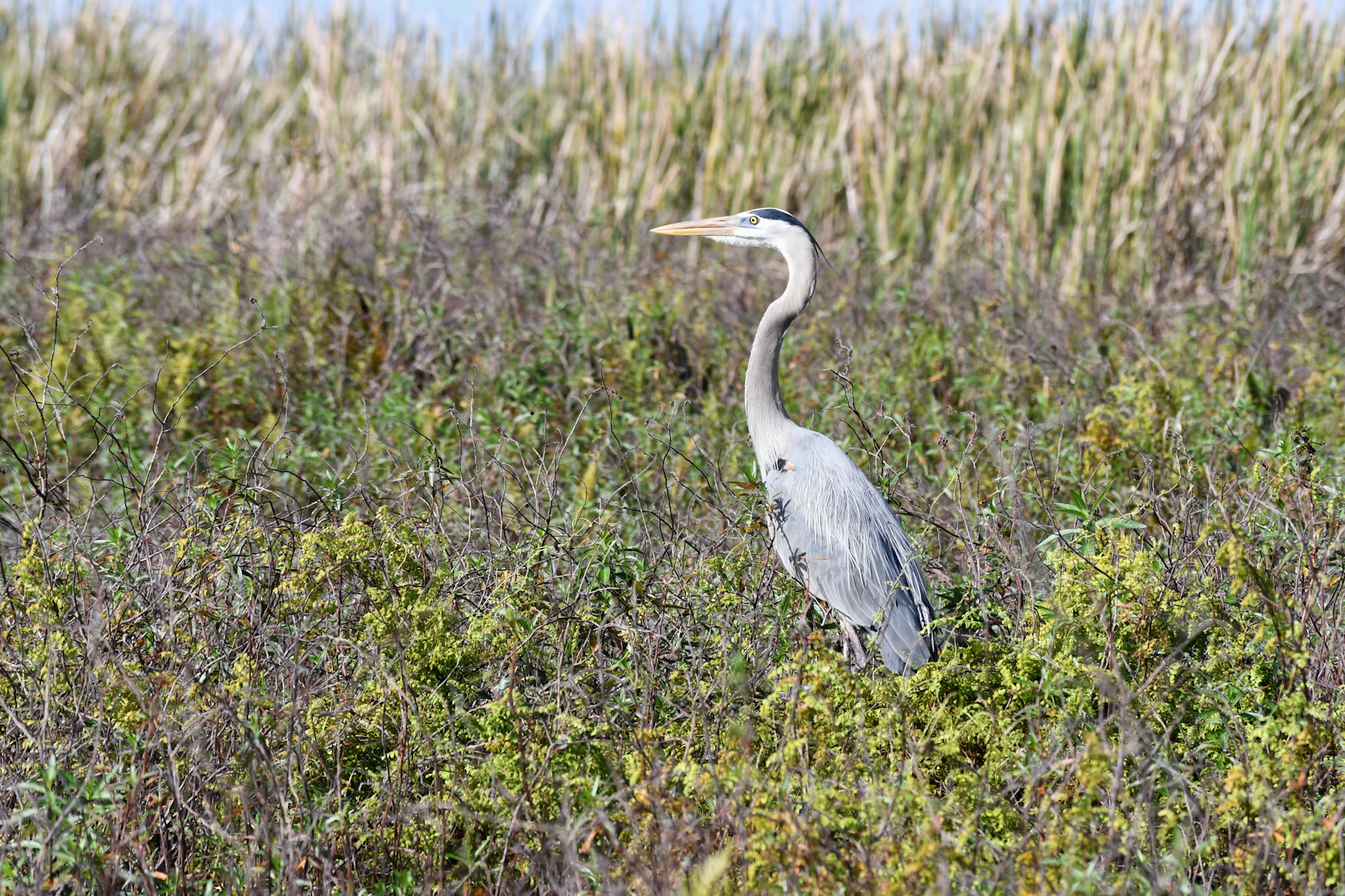 Kissimmee, Florida photo 11 by Max Harlynking