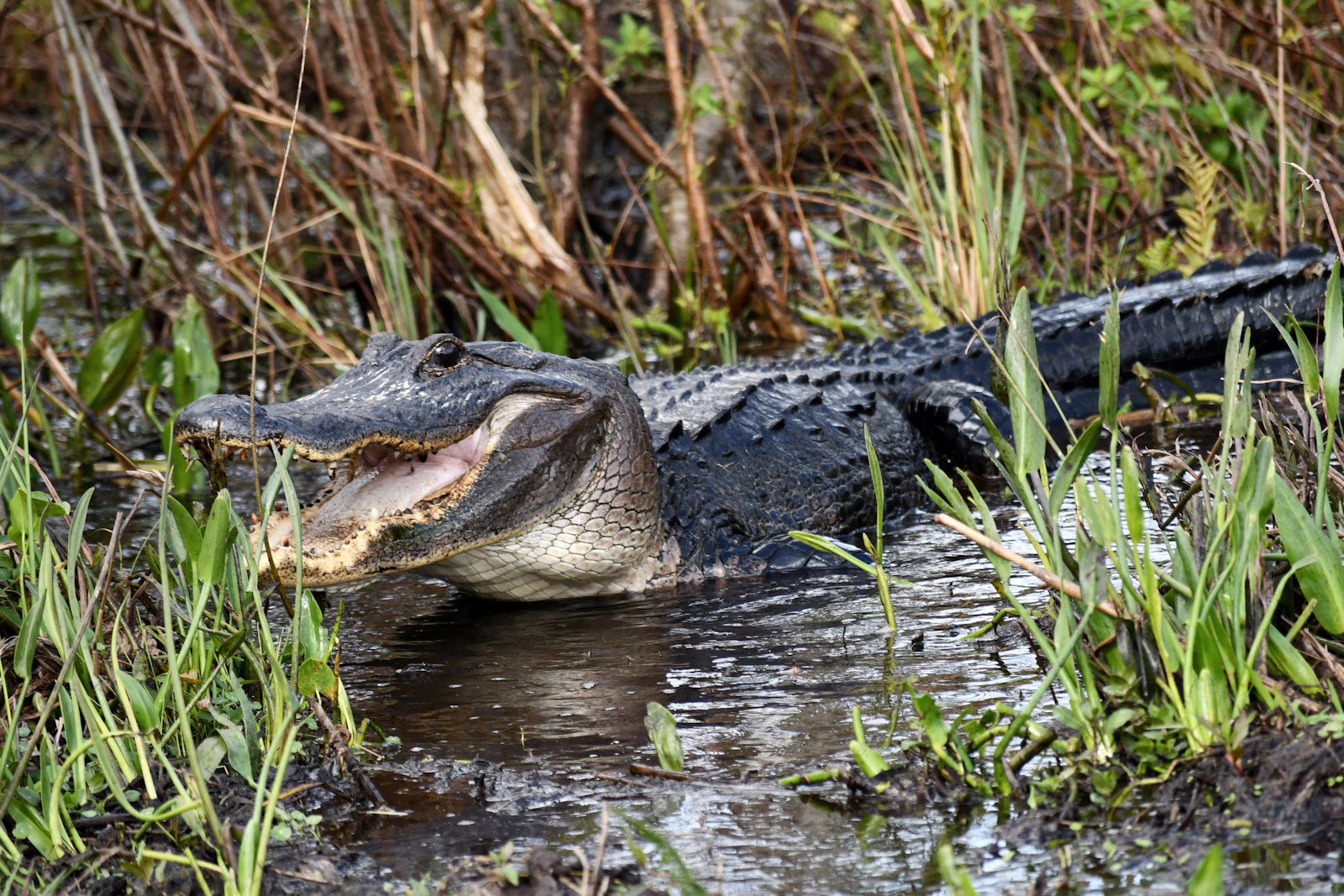 Kissimmee, Florida photo 25 by Max Harlynking