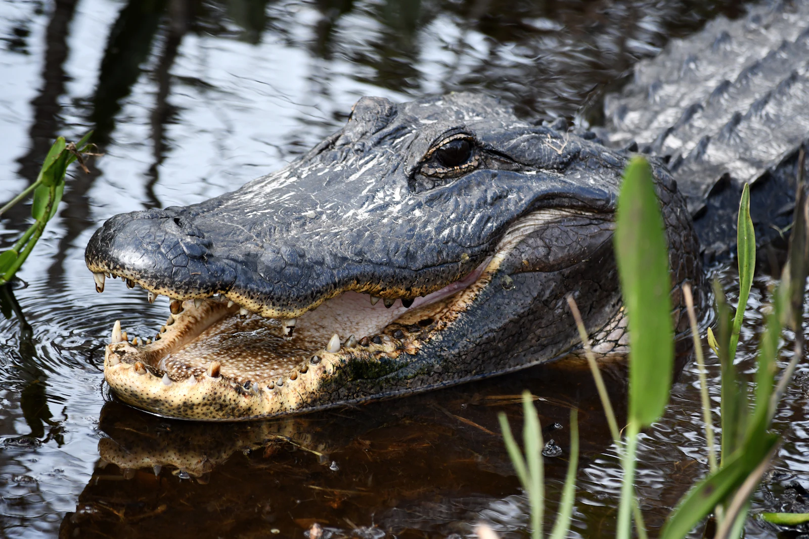 Kissimmee, Florida photo 13 by Max Harlynking