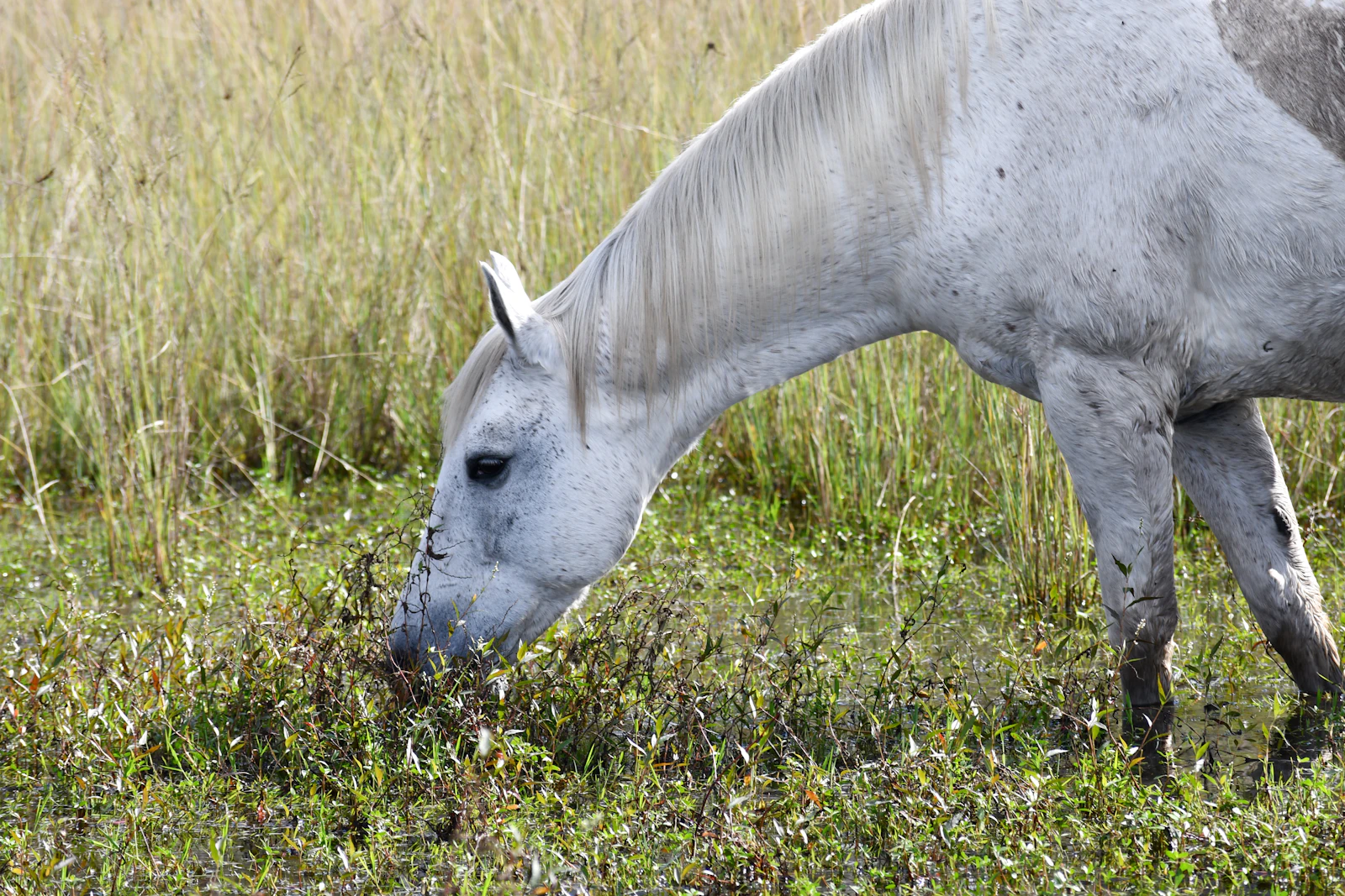 Kissimmee, Florida photo 17 by Max Harlynking