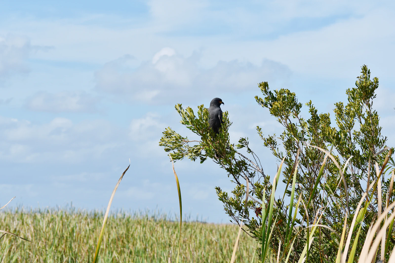 Kissimmee, Florida photo 22 by Max Harlynking